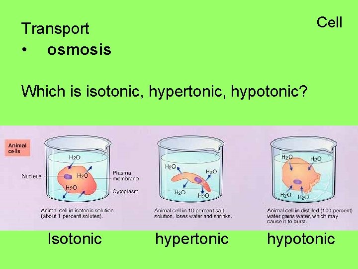 Cell Transport • osmosis Which is isotonic, hypertonic, hypotonic? Isotonic hypertonic hypotonic 