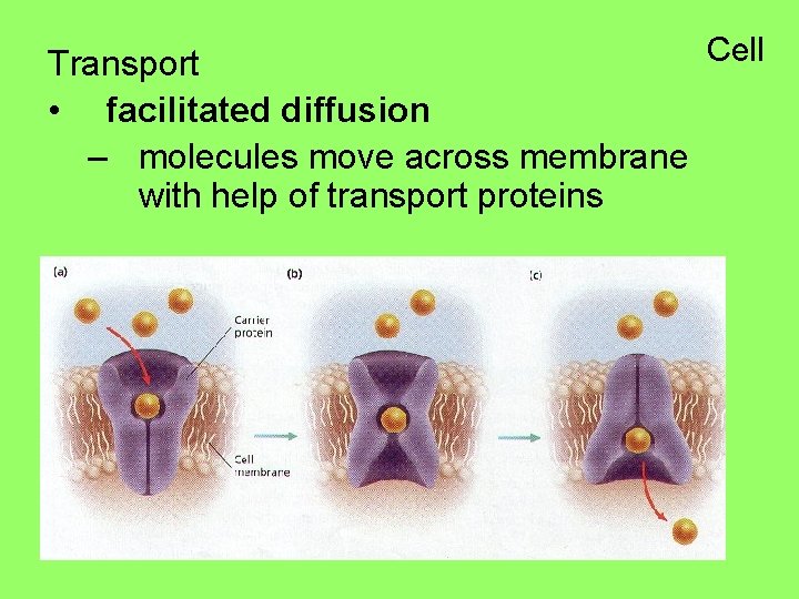 Cell Transport • facilitated diffusion – molecules move across membrane with help of transport