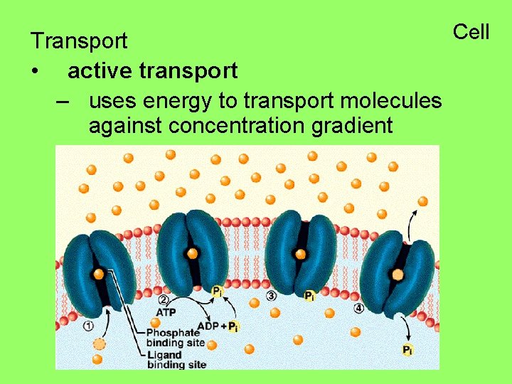 Cell Transport • active transport – uses energy to transport molecules against concentration gradient