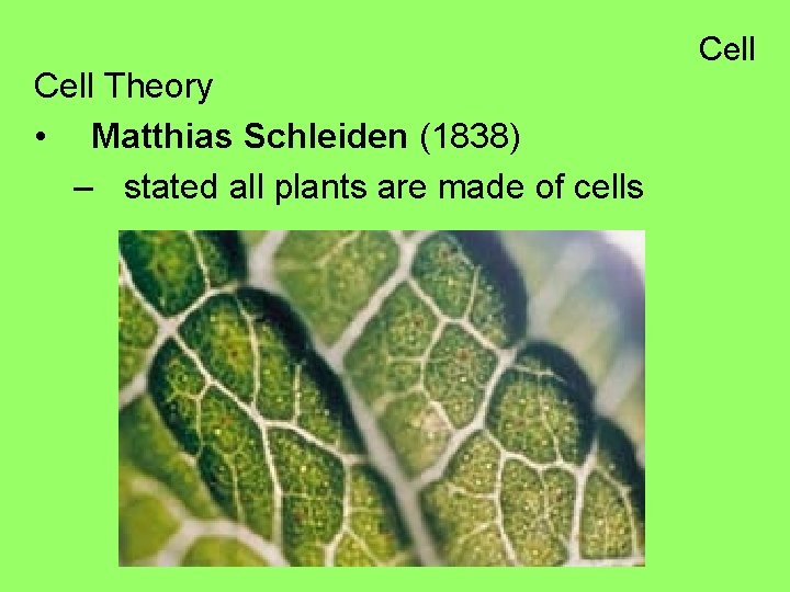 Cell Theory • Matthias Schleiden (1838) – stated all plants are made of cells