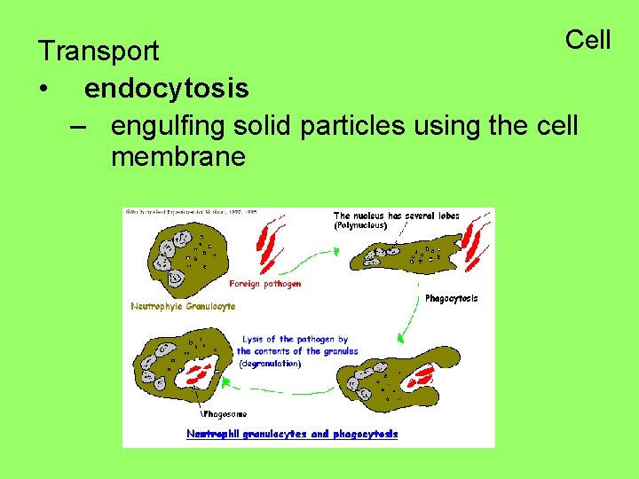 Cell Transport • endocytosis – engulfing solid particles using the cell membrane 