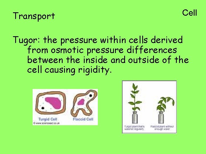 Transport Cell Tugor: the pressure within cells derived from osmotic pressure differences between the