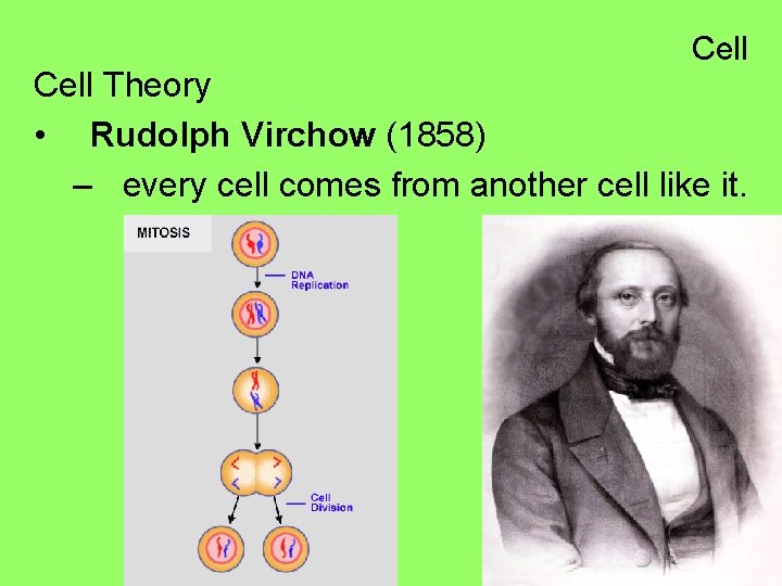 Cell Theory • Rudolph Virchow (1858) – every cell comes from another cell like