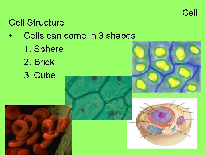 Cell Structure • Cells can come in 3 shapes 1. Sphere 2. Brick 3.