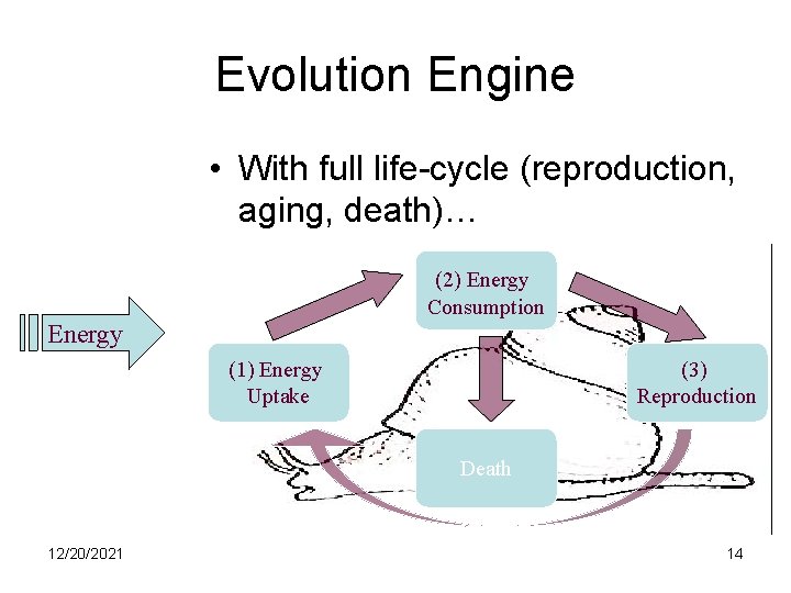 Evolution Engine • With full life-cycle (reproduction, aging, death)… Evolution Engine (2) Energy Consumption