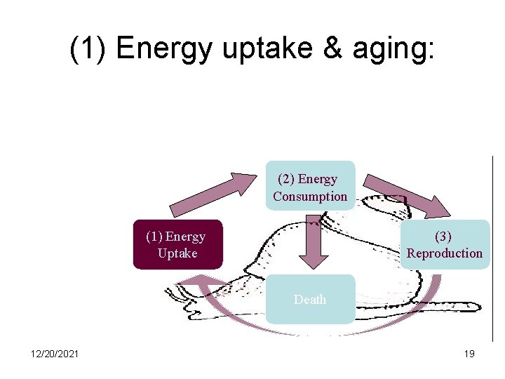 (1) Energy uptake & aging: Evolution Engine (2) Energy Consumption (1) Energy Uptake (3)
