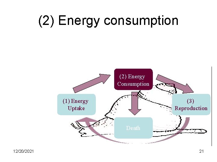 (2) Energy consumption Evolution Engine (2) Energy Consumption (1) Energy Uptake (3) Reproduction Death