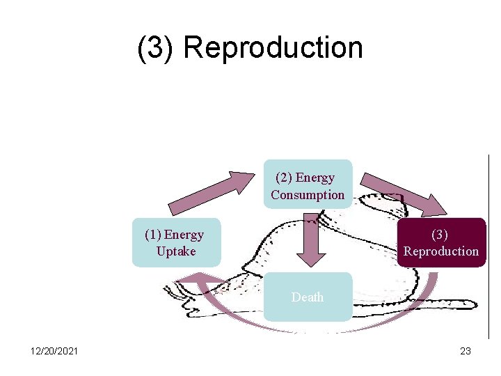 (3) Reproduction Evolution Engine (2) Energy Consumption (1) Energy Uptake (3) Reproduction Death 12/20/2021