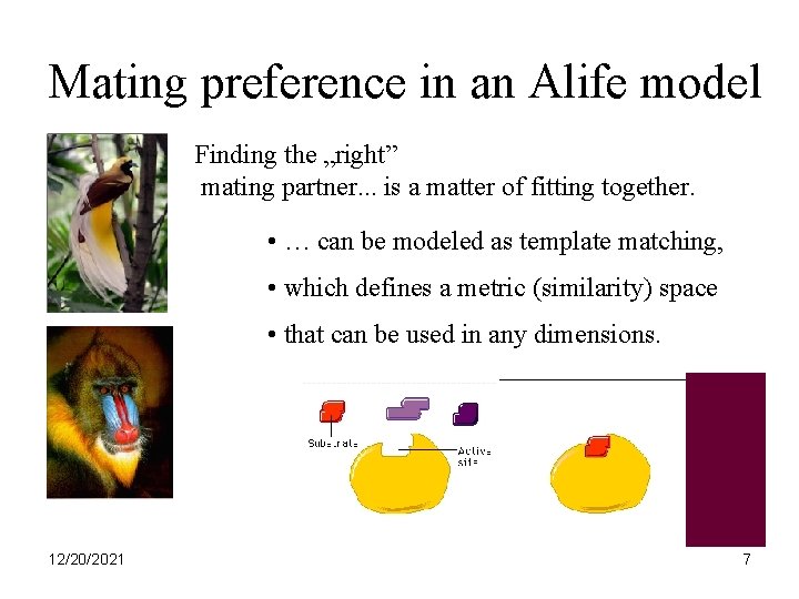 Mating preference in an Alife model Finding the „right” mating partner. . . is