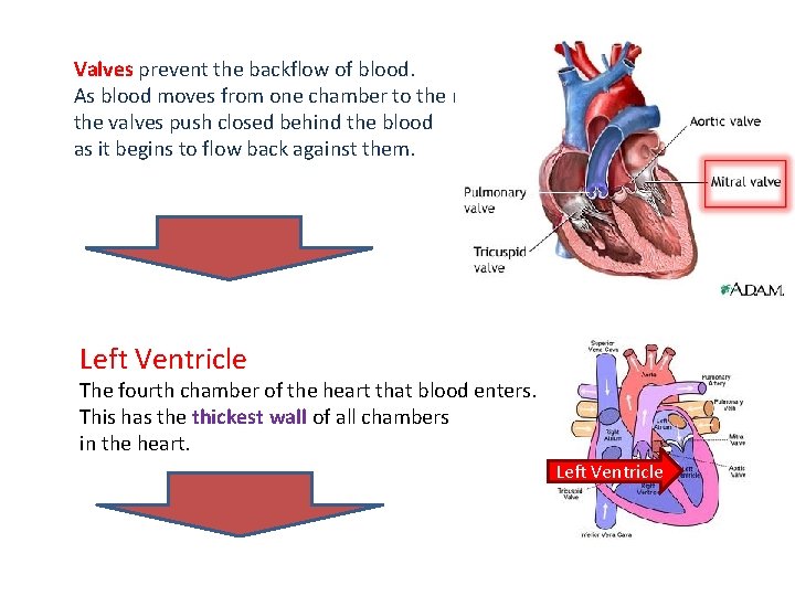Valves prevent the backflow of blood. As blood moves from one chamber to the