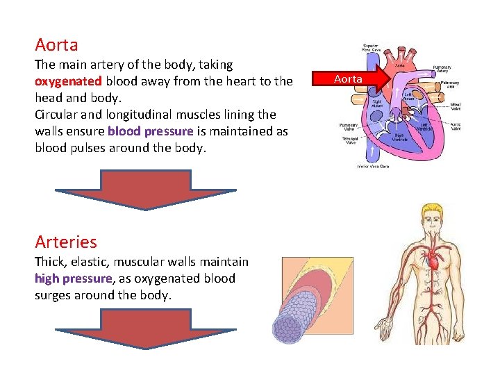 Aorta The main artery of the body, taking oxygenated blood away from the heart
