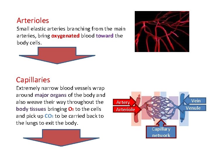 Arterioles Small elastic arteries branching from the main arteries, bring oxygenated blood toward the