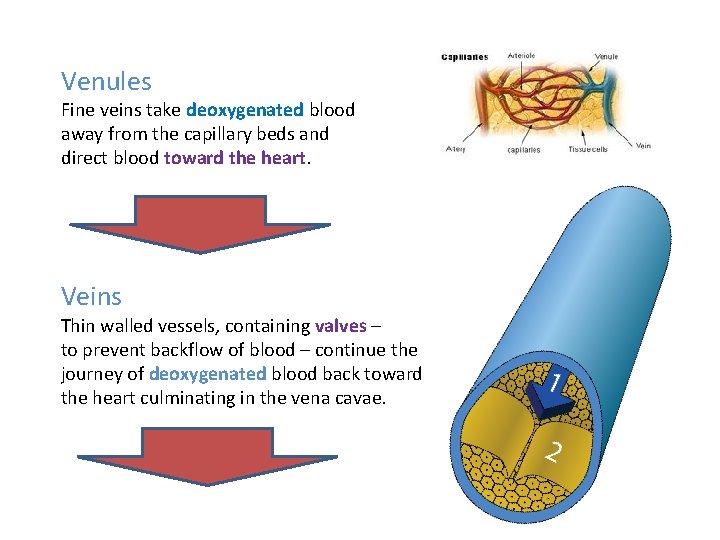 Venules Fine veins take deoxygenated blood away from the capillary beds and direct blood