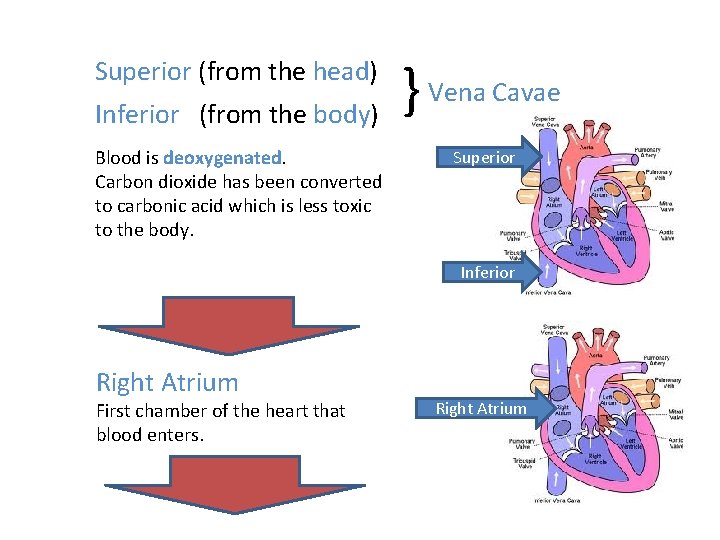 Superior (from the head) Inferior (from the body) Blood is deoxygenated. Carbon dioxide has