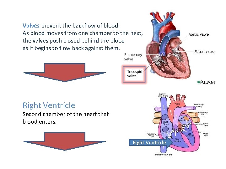Blood flow through the human circulatory system God