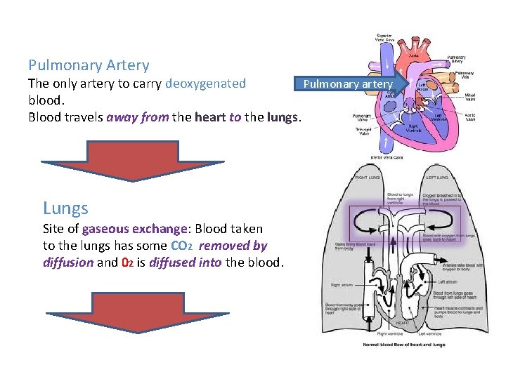 Pulmonary Artery Pulmonary artery The only artery to carry deoxygenated blood. Blood travels away