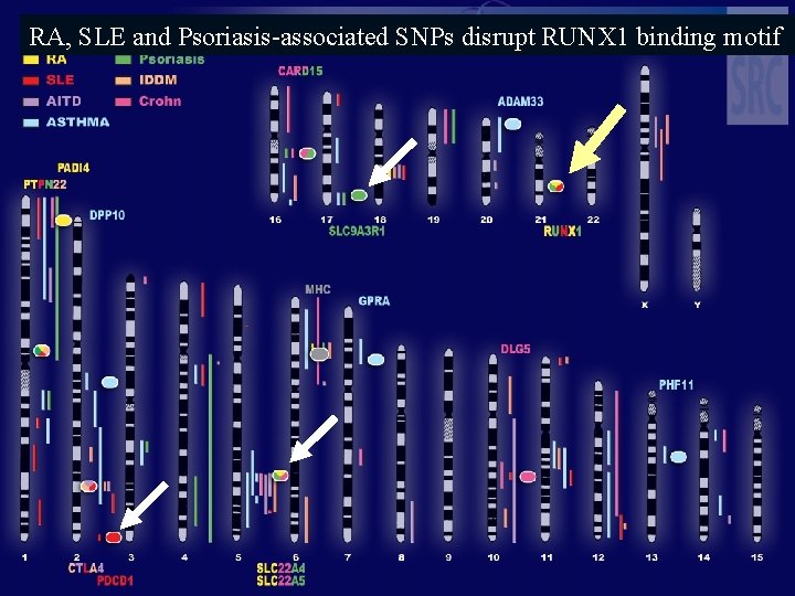 RA, SLE and Psoriasis-associated SNPs disrupt RUNX 1 binding motif 