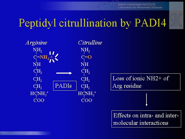 Peptidyl citrullination by PADI 4 Arginine Citrulline NH 2 C=NH 2 + NH CH