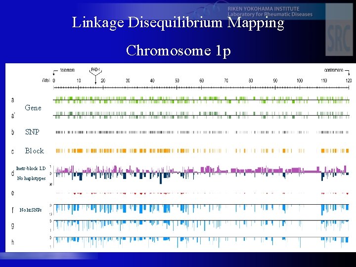 Linkage Disequilibrium Mapping Chromosome 1 p Gene SNP Block Inetr-block LD No haplotypes No