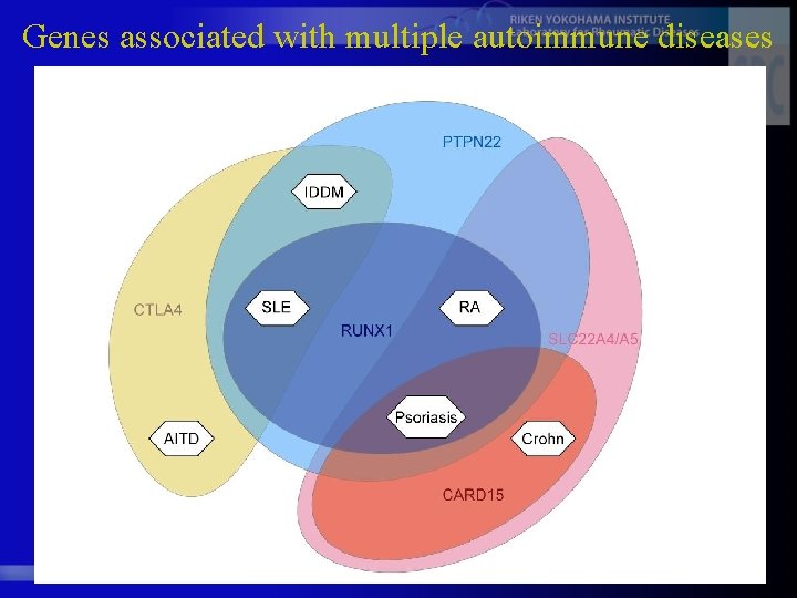 Genes associated with multiple autoimmune diseases 