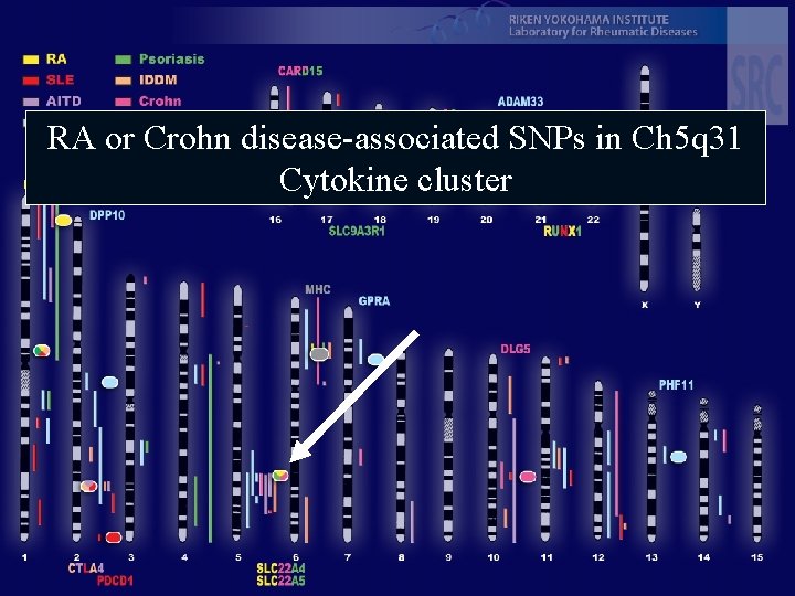 RA or Crohn disease-associated SNPs in Ch 5 q 31 Cytokine cluster 