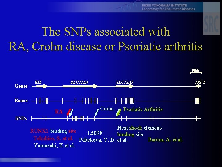The SNPs associated with RA, Crohn disease or Psoriatic arthritis 10 kb Genes RIL