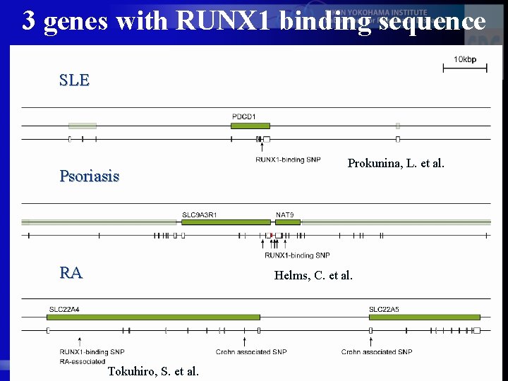 3 genes with RUNX 1 binding sequence SLE Psoriasis RA Prokunina, L. et al.