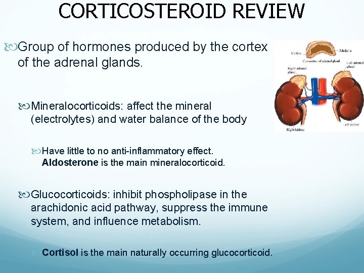 CORTICOSTEROID REVIEW Group of hormones produced by the cortex of the adrenal glands. Mineralocorticoids: