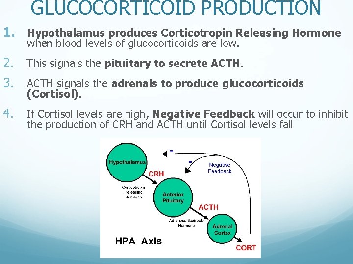 GLUCOCORTICOID PRODUCTION 1. Hypothalamus produces Corticotropin Releasing Hormone when blood levels of glucocorticoids are
