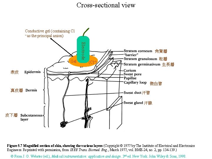 Cross-sectional view Conductive gel (containing Cl – as the principal anion) Electrode Gel 角質層