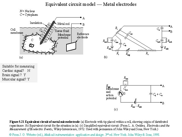 Equivalent circuit model — Metal electrodes N = Nucleus C = Cytoplasm A Insulation