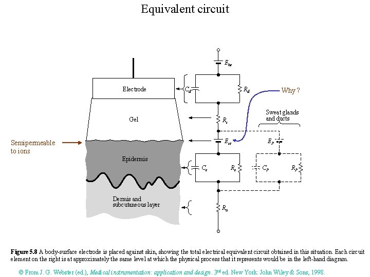 Equivalent circuit Ehe Electrode Cd Rd Gel Sweat glands and ducts Rs Ese Semipermeable