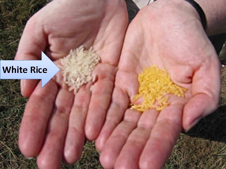 White Rice 