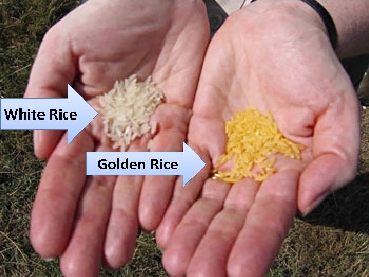 White Rice Golden Rice 