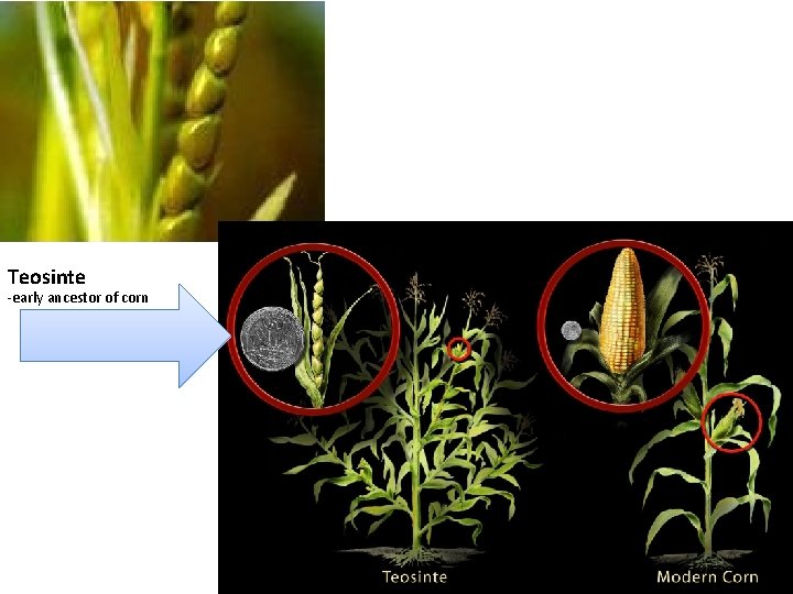 Teosinte -early ancestor of corn 