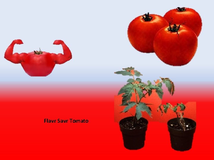 Flavr Savr Tomato 