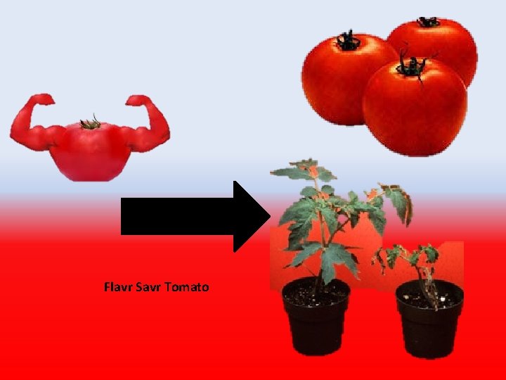Flavr Savr Tomato 