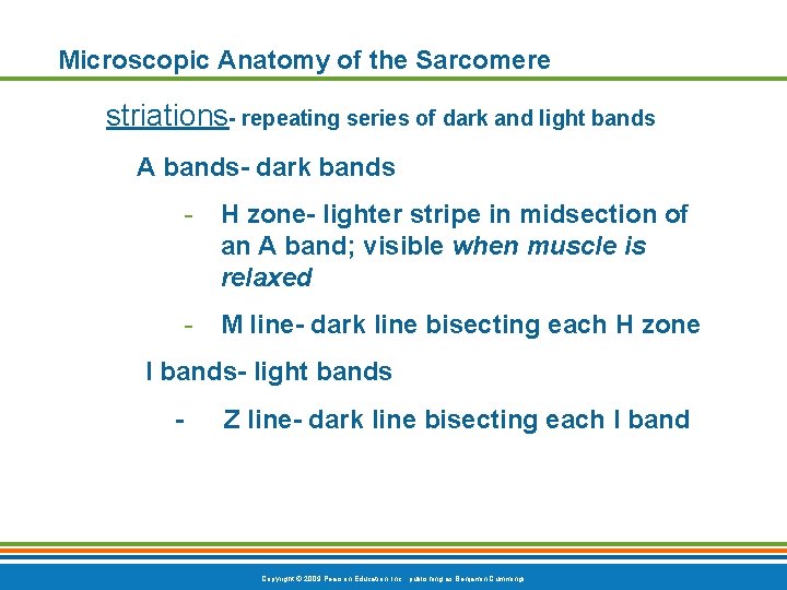 Microscopic Anatomy of the Sarcomere striations- repeating series of dark and light bands A
