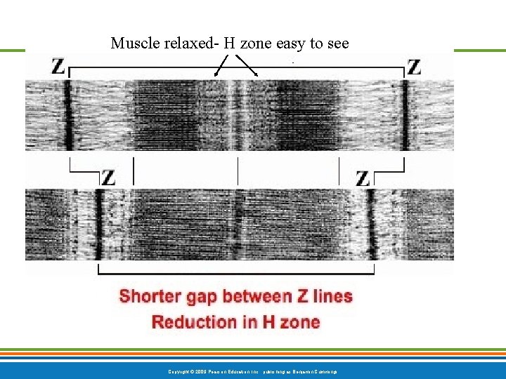 Muscle relaxed- H zone easy to see Copyright © 2009 Pearson Education, Inc. ,