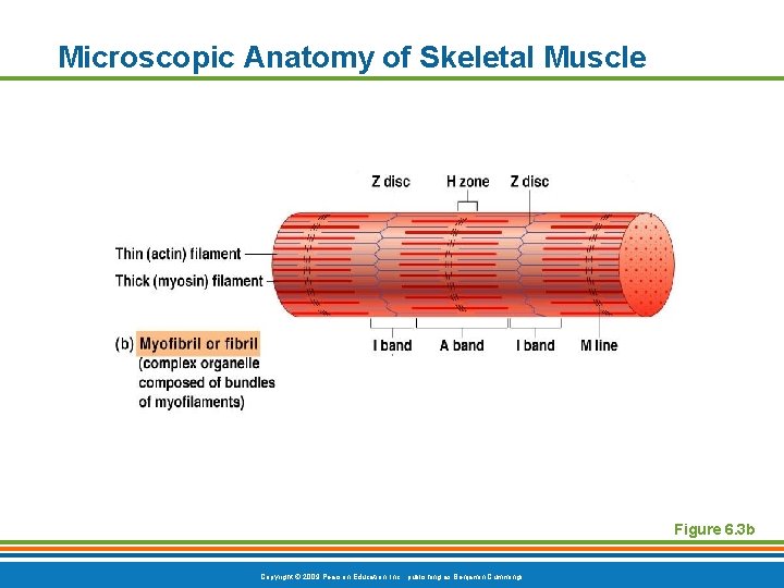 Microscopic Anatomy of Skeletal Muscle Figure 6. 3 b Copyright © 2009 Pearson Education,