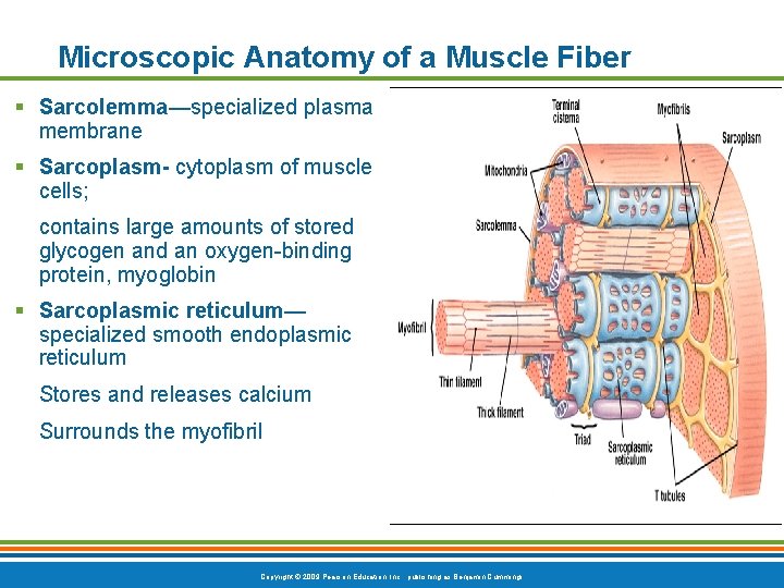 Microscopic Anatomy of a Muscle Fiber § Sarcolemma—specialized plasma membrane § Sarcoplasm- cytoplasm of