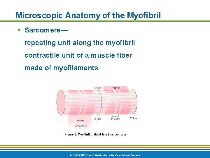 Microscopic Anatomy of the Myofibril § Sarcomere— repeating unit along the myofibril contractile unit