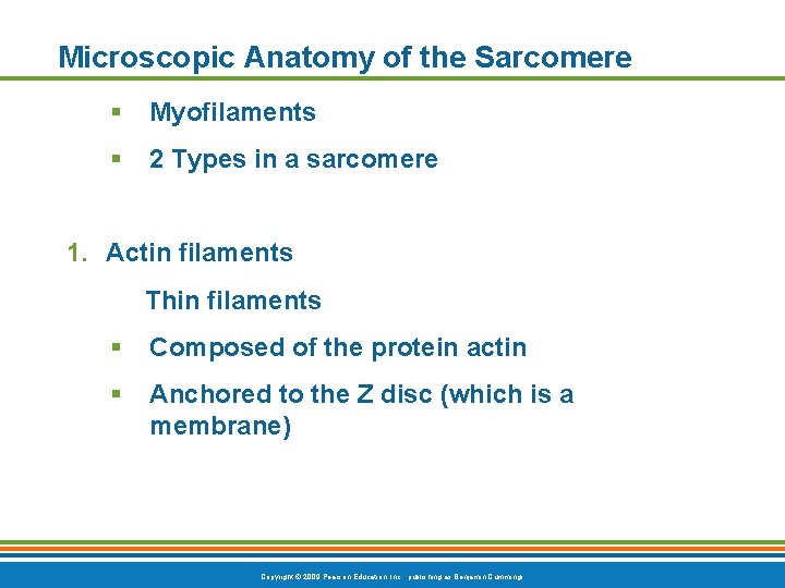 Microscopic Anatomy of the Sarcomere § Myofilaments § 2 Types in a sarcomere 1.
