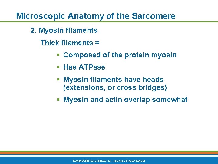 Microscopic Anatomy of the Sarcomere 2. Myosin filaments Thick filaments = § Composed of