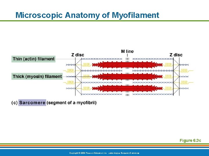 Microscopic Anatomy of Myofilament Figure 6. 3 c Copyright © 2009 Pearson Education, Inc.