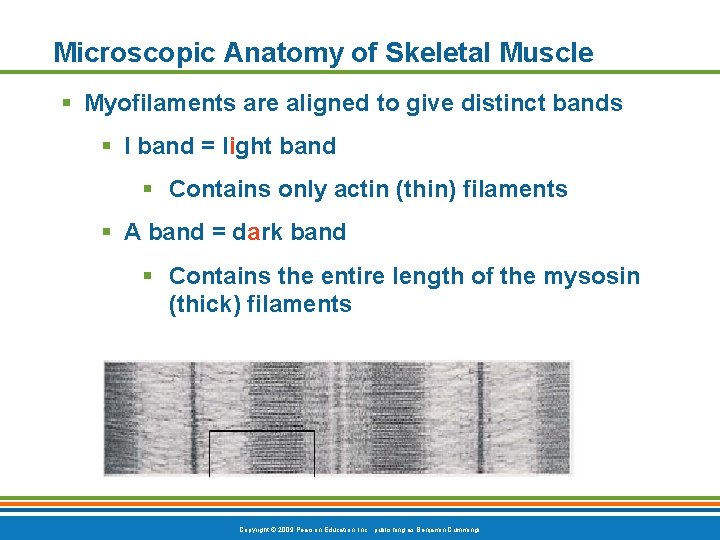 Microscopic Anatomy of Skeletal Muscle § Myofilaments are aligned to give distinct bands §