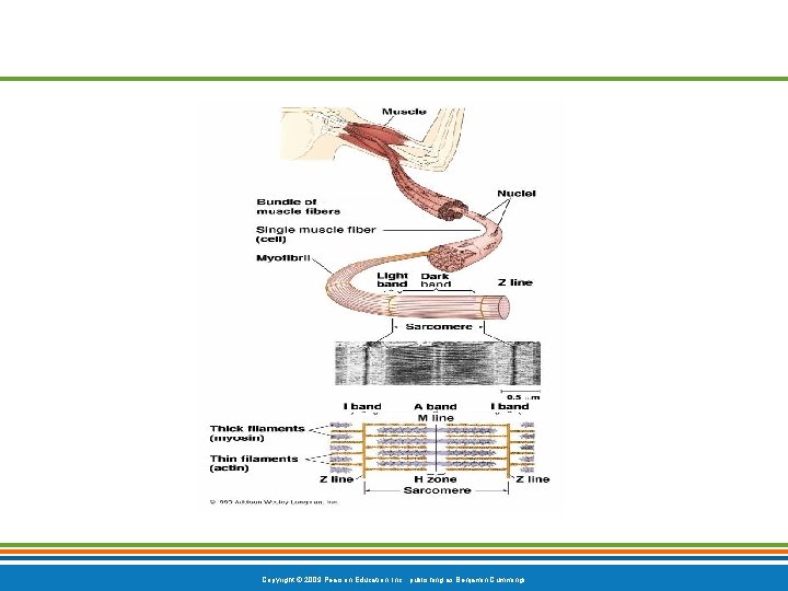 Copyright © 2009 Pearson Education, Inc. , publishing as Benjamin Cummings 