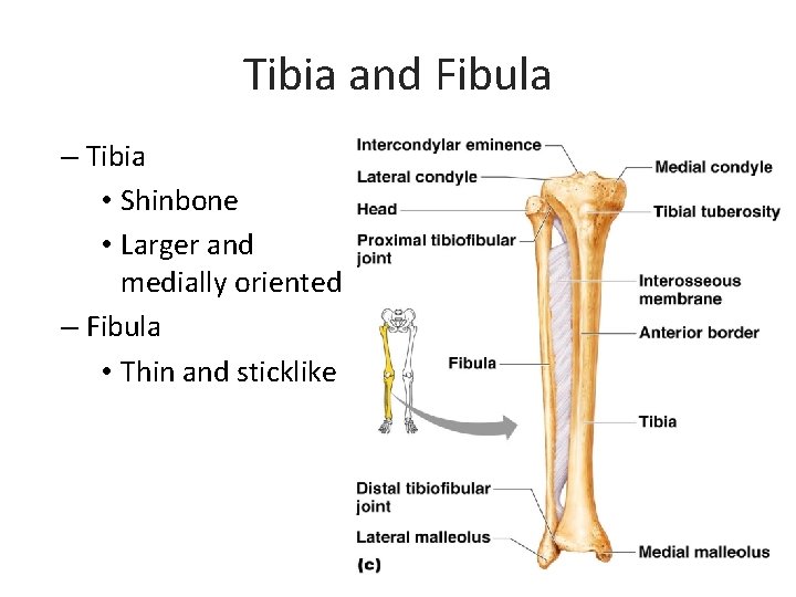 Tibia and Fibula – Tibia • Shinbone • Larger and medially oriented – Fibula