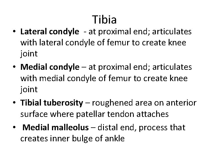 Tibia • Lateral condyle - at proximal end; articulates with lateral condyle of femur
