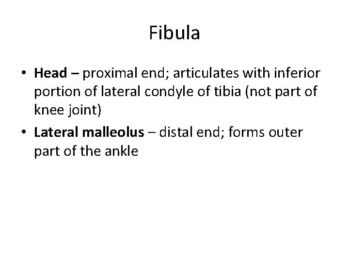 Fibula • Head – proximal end; articulates with inferior portion of lateral condyle of